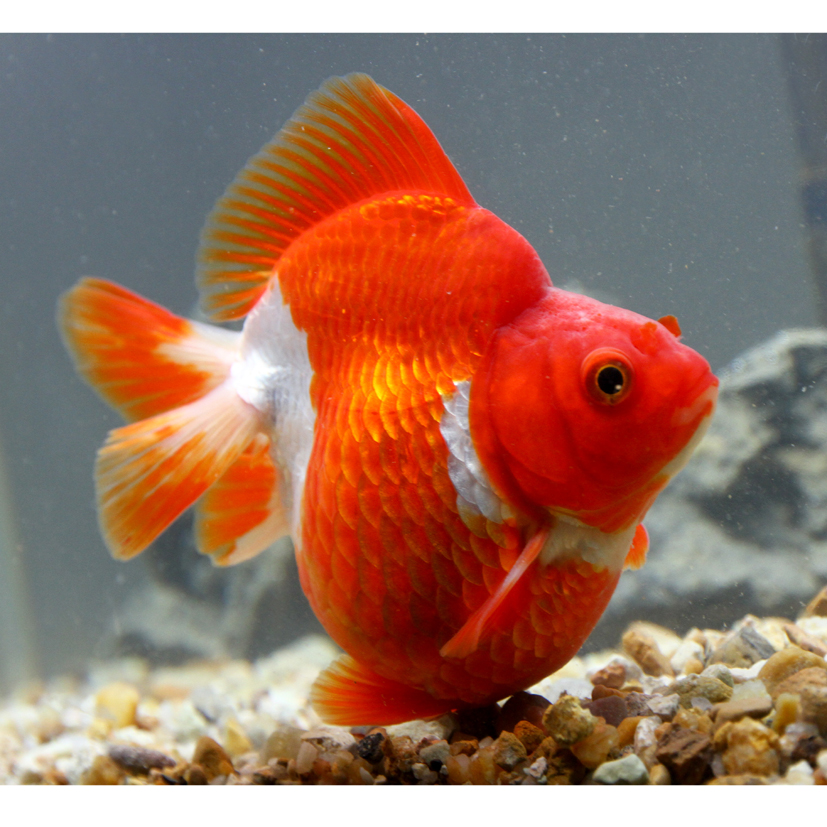 红白黑白鎏金活体鱼苗饲料淡水观赏鱼小金鱼冷水宠物67cm精品五花鎏金