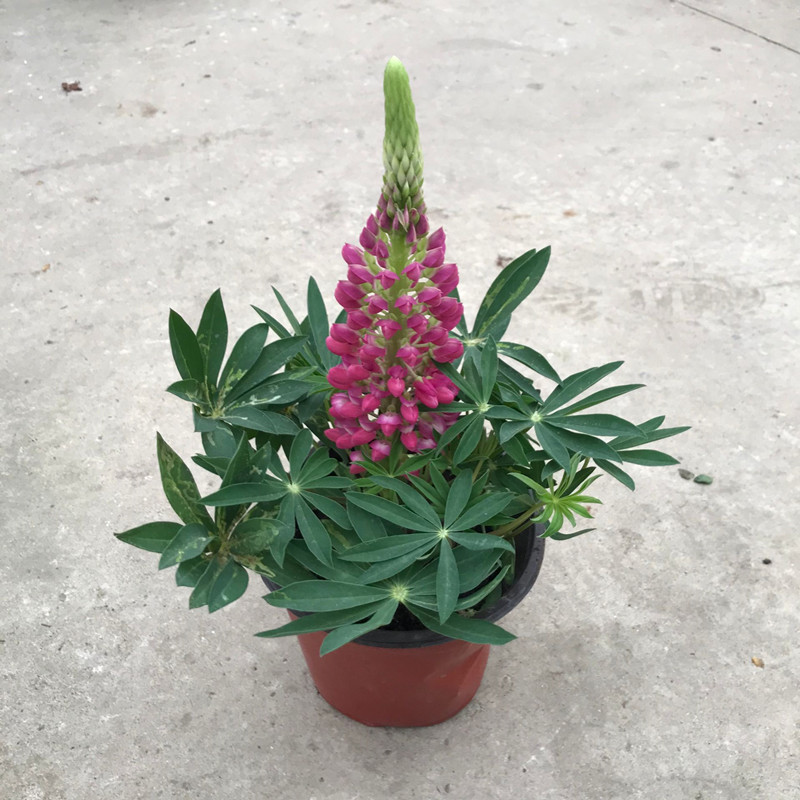 鲁冰花盆栽羽扇豆四季开花好养耐寒草本多年生庭院阳台花卉鲁冰花淡
