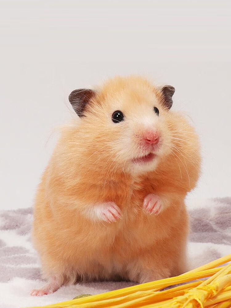 短毛米熊活物疫苗已打小宠物仓鼠金丝熊黑熊鼠活体眼圈熊养殖大叔 朴