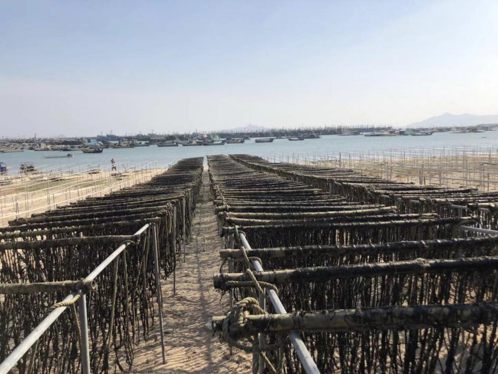 头水紫菜福建东山岛头水紫菜500克1斤干货无沙免洗特产野生紫菜散装蛋