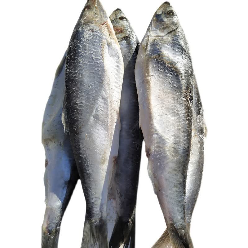 青鱼 鲭鱼 沙丁鱼 海鱼冷冻鲜鱼高丽青 鲱鱼 温鱼满油满籽 2500g 2人
