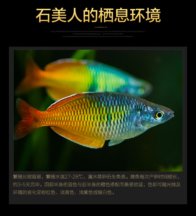 热带观赏鱼活体石美人鱼红苹果红尾黄金鸽子美人蓝电光彩虹刚果美人鱼