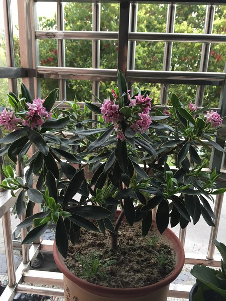 型耐寒花卉观花植物室内外开花老桩阳台庭院金边瑞香四年苗两颗不含盆