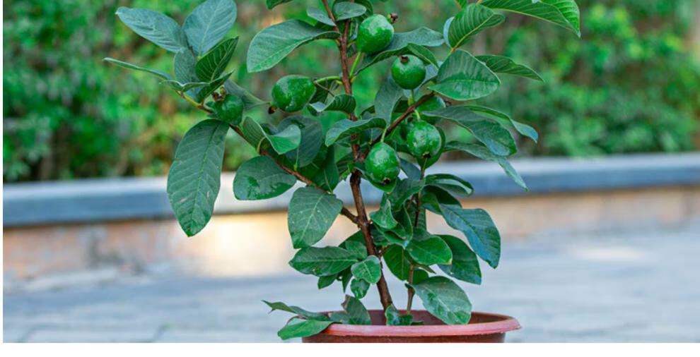 番石榴苗果树苗盆栽别墅阳台庭院结果好养水果植物绿色番石榴带盆栽好