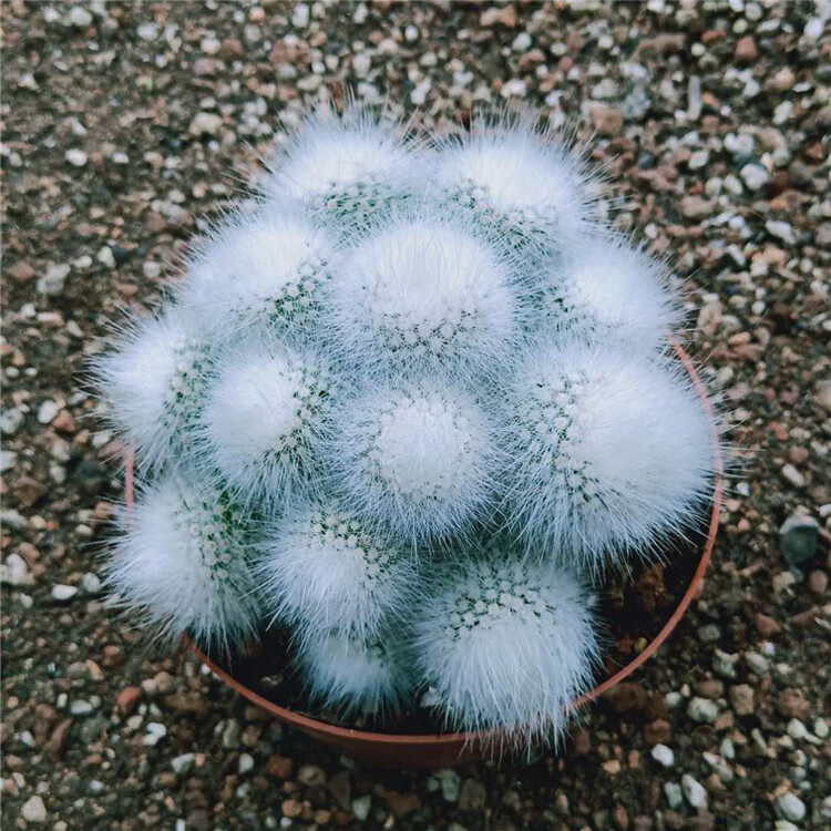 精品仙人球白小町软毛不扎手群生毛绒绒可爱美观多肉植物落地白小町群