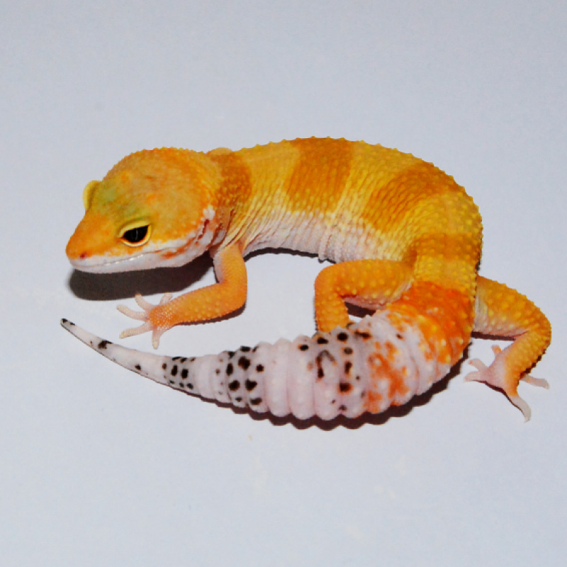 【京东推荐】蟋蟀白蛐蛐活体饲料宠物蜥蜴蜘蛛豹纹守宫食物针头油葫芦