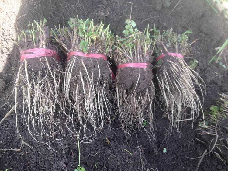 野生当归苗中药材种苗庭院阳台盆栽种植移栽易成活 3棵