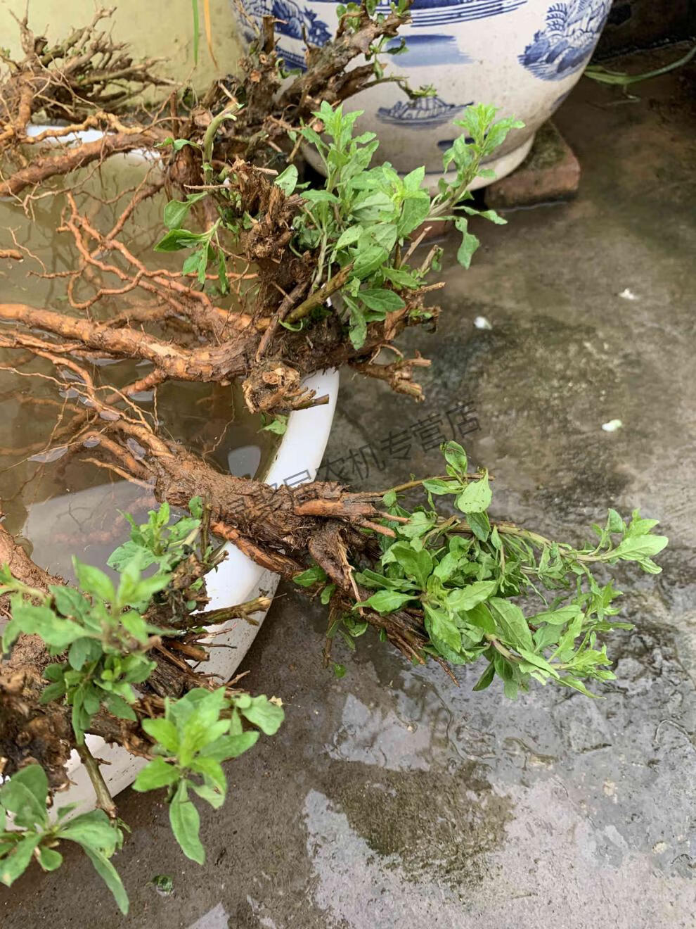 江影清枸杞叶苗枸杞菜枸杞苗菜用枸杞根头老桩枸杞盆栽种植现挖35年