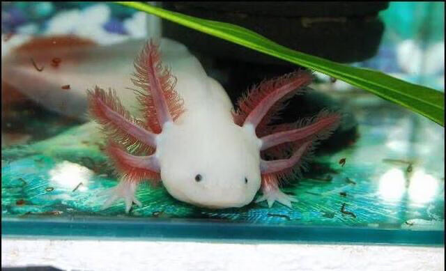 六角恐龙鱼金鱼活体六角恐龙鱼淡水冷水鱼缸观赏鱼易活 中号黄金龙两