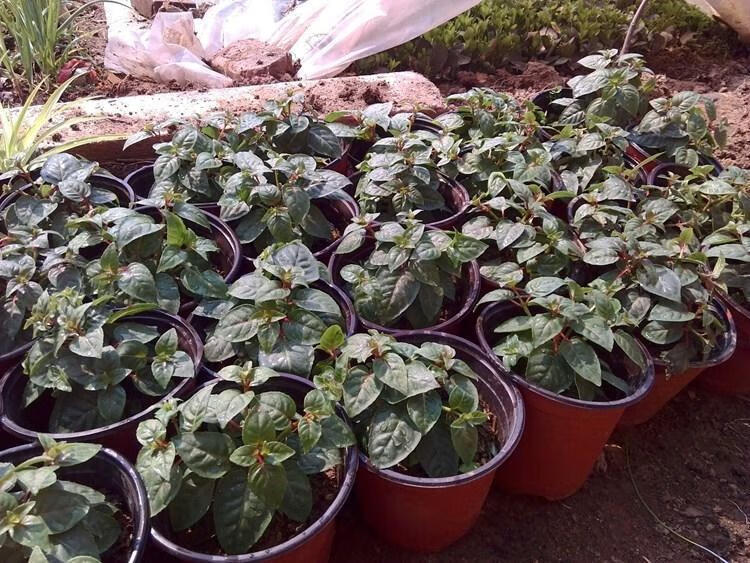 倒挂金钟宝莲灯盆栽苗室内绿植灯笼花盆栽苗吊钟海棠花苗 白雪 带原盆