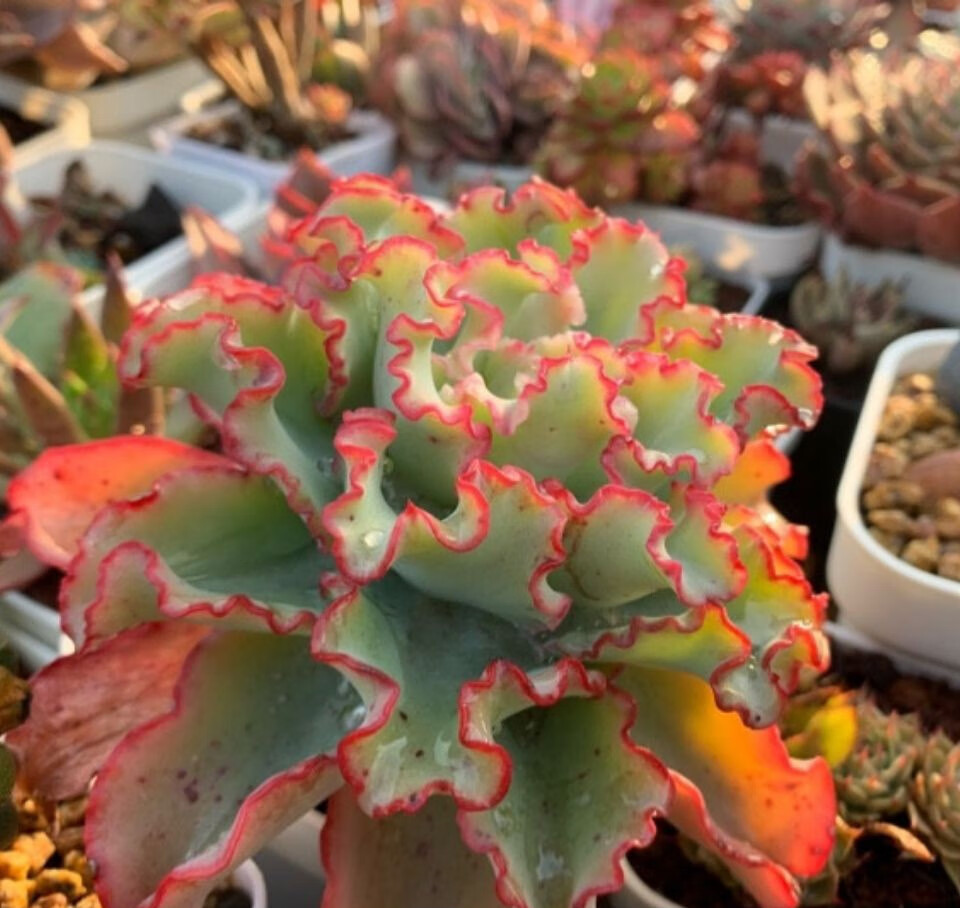 恒日晟多肉植物高沙之翁水瓶座多肉大包菜组合盆栽云南基地多肉 狂野