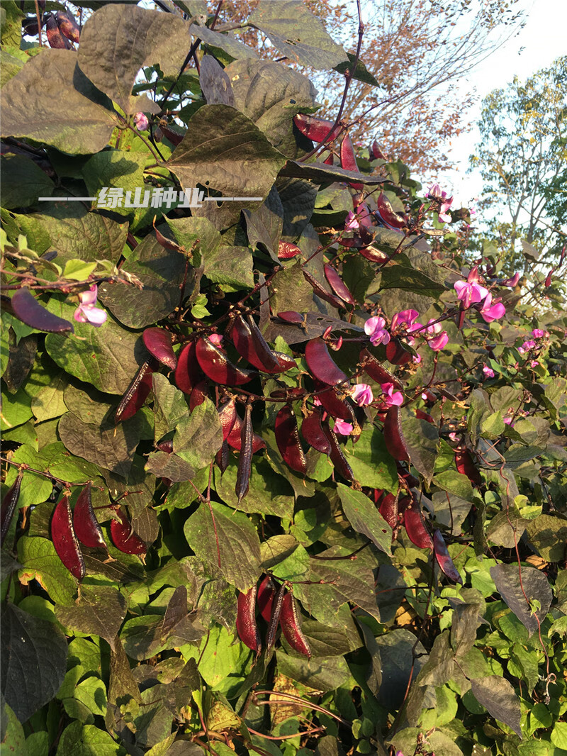 紫扁豆种子紫眉豆种籽早熟峨眉豆芸豆孑春秋冬四季豆籽盆栽农蔬菜抗病