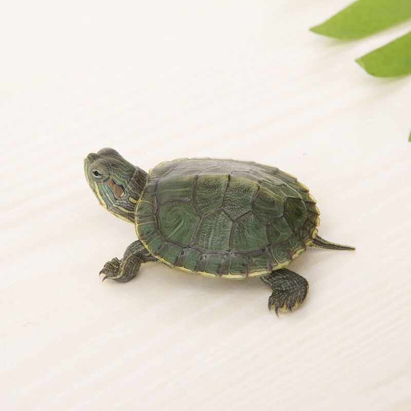 巴西龟大小乌龟活体黄金乌龟活物家养母宠物龟大 3-4cm【可爱龟】绿色