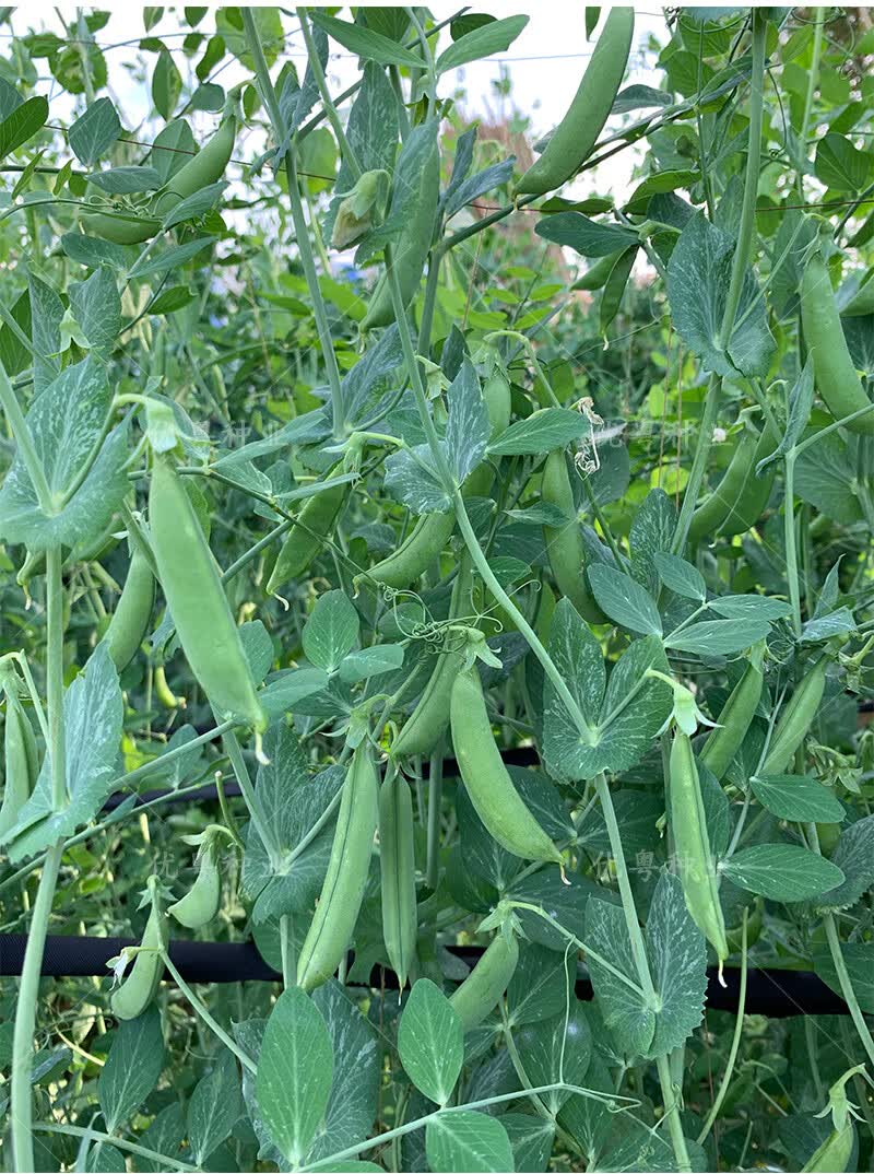 大荚荷兰豆种子菜豌豆种高产荷兰豆种孑甜脆豌豆种籽蔬菜籽种大全 土