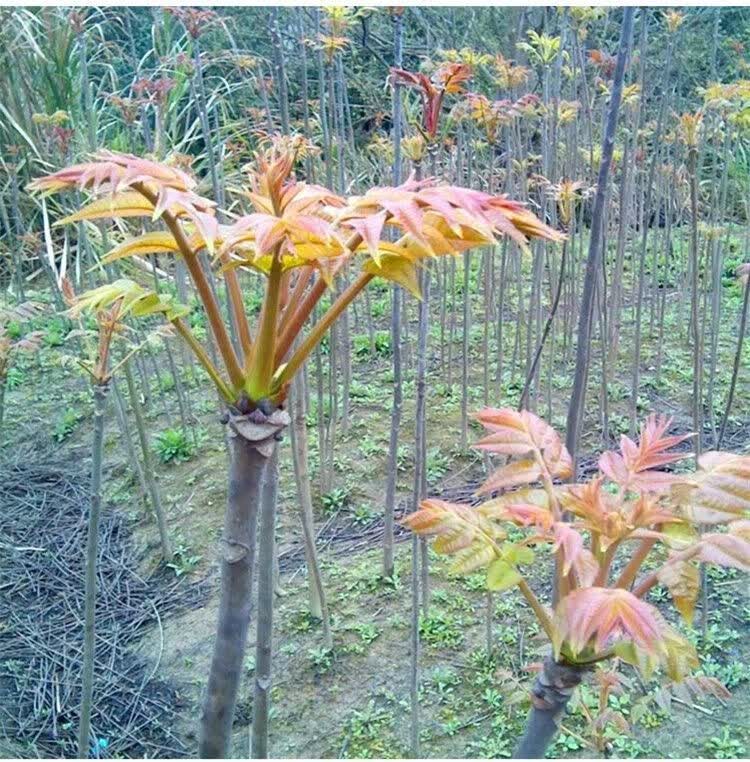 香椿树苗香椿苗正宗红油香椿树地栽盆栽当年采摘食用香春椿树苗 三年