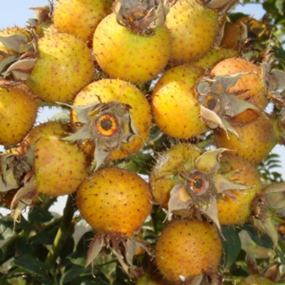 精选毕节刺梨水果王野生刺梨子新鲜贵州特产泡水泡酒煮粥 新鲜已过季