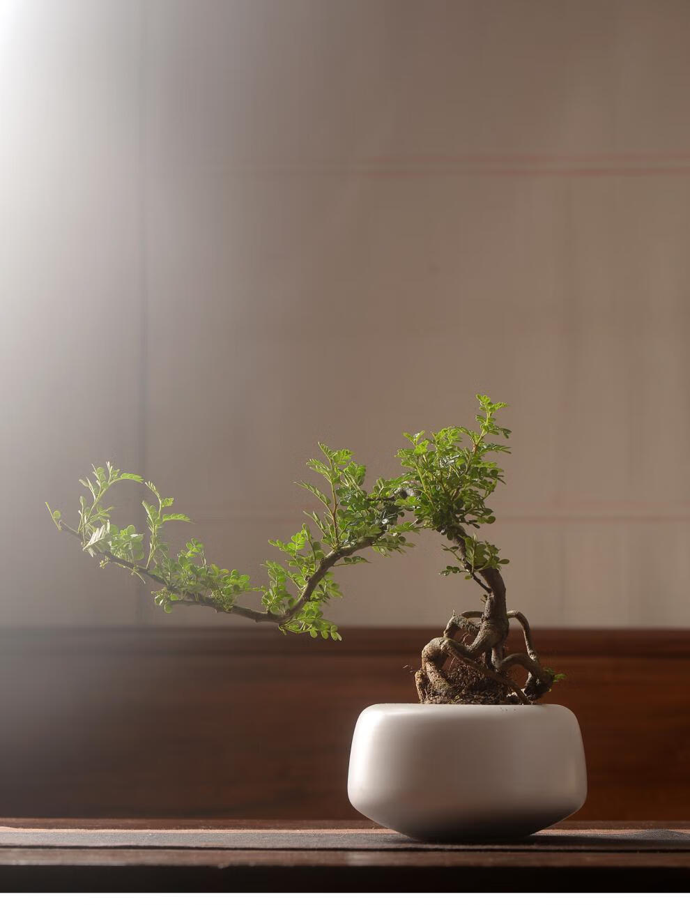 香氏胡椒木盆栽带盆种好驱蚊植物文房茶桌书房绿植提根造型盆景gzwm05