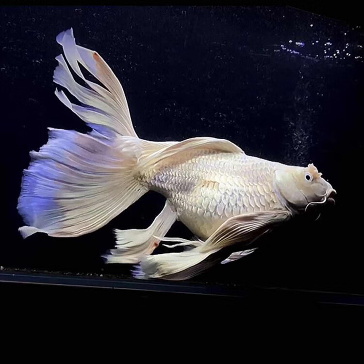 荣郁球形蝴蝶鲤鱼球体短身鱼苗白金龙凤锦鲤活体观赏鱼金鱼贵妃鱼