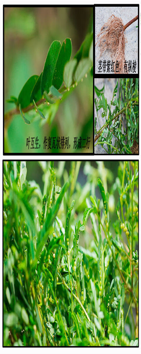 野生日晒叶下珠珍珠草夜合草珠仔草阴阳草天然草药茶中草药材干品 250