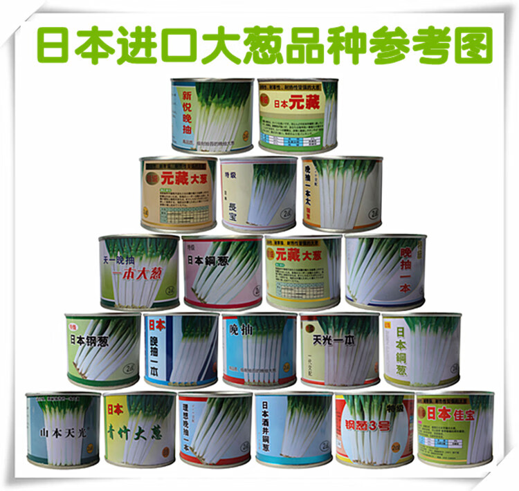 2020年日本钢葱种子进口大葱种子费四季播种耐寒耐热高产90克天光一本
