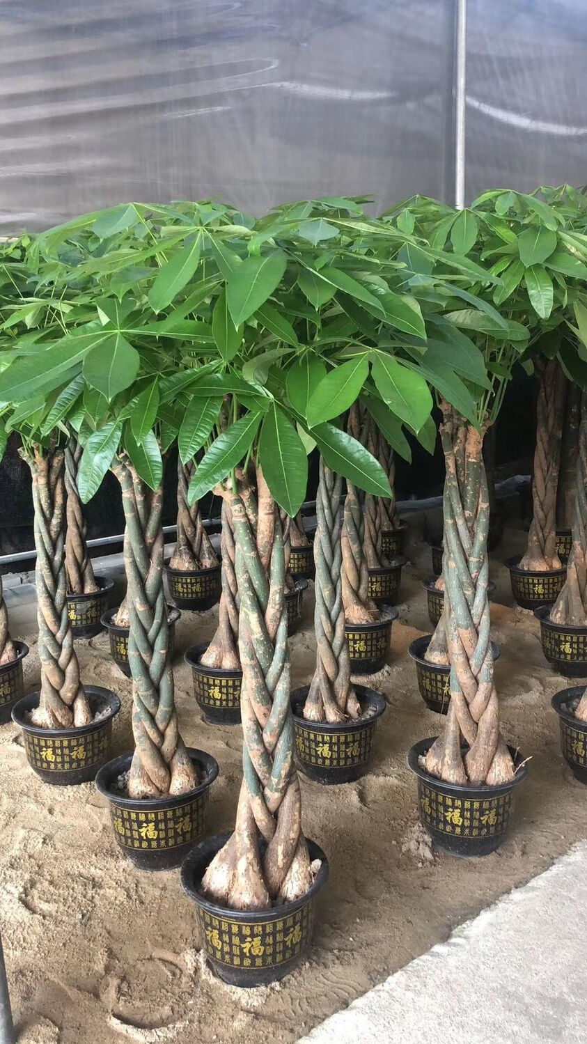 5-1.6米独杆发财树【图片 价格 品牌 报价】-京东