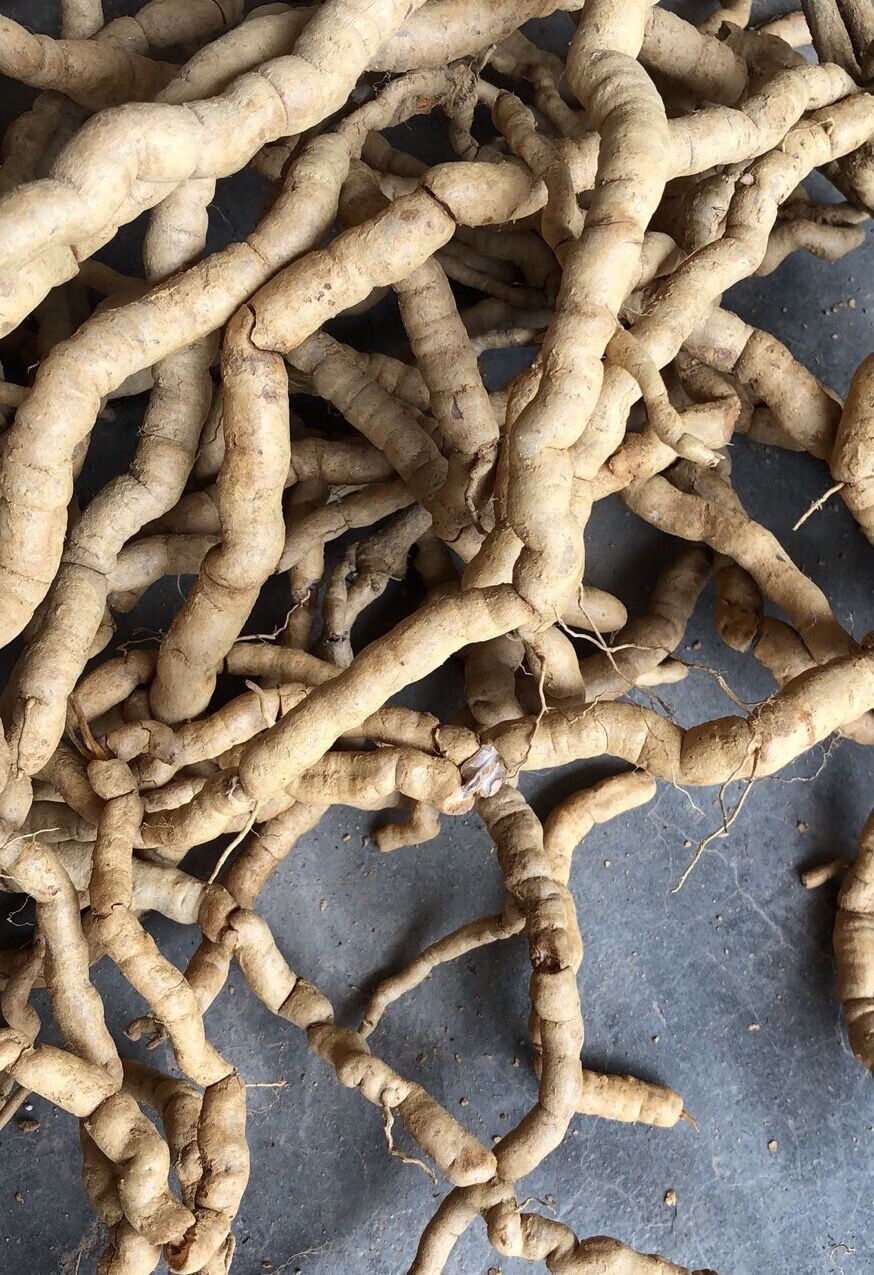 新鲜巴戟天滋补中药材巴戟鸡肠风深山采挖巴戟天优选500g