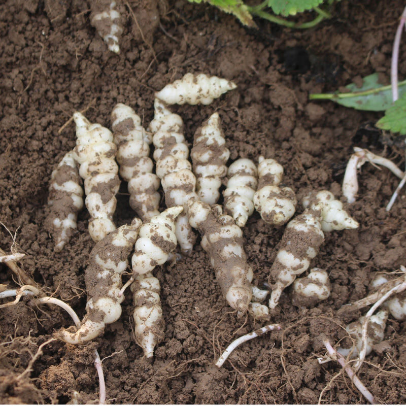 地环螺丝菜甘露子宝塔菜种地葫芦牯牛地溜子玉环农家现