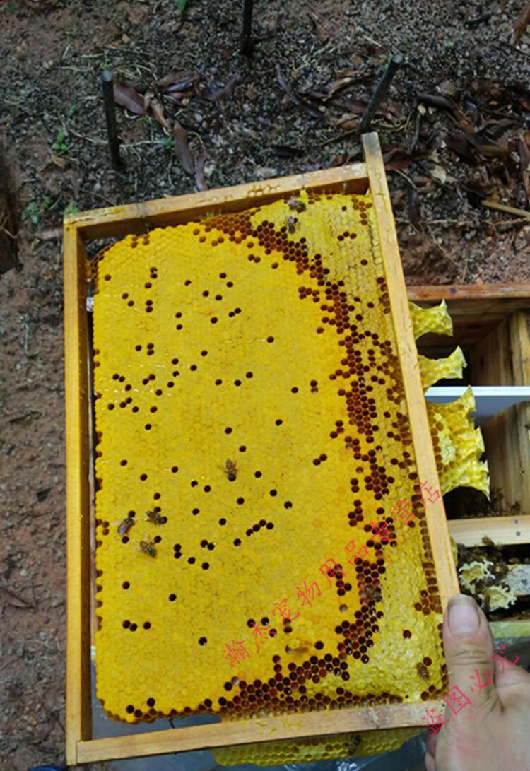 中蜂蜂王种王种高产蜜蜂蜂王活体产卵王双色杂交王蜜蜂群 大力蜂王