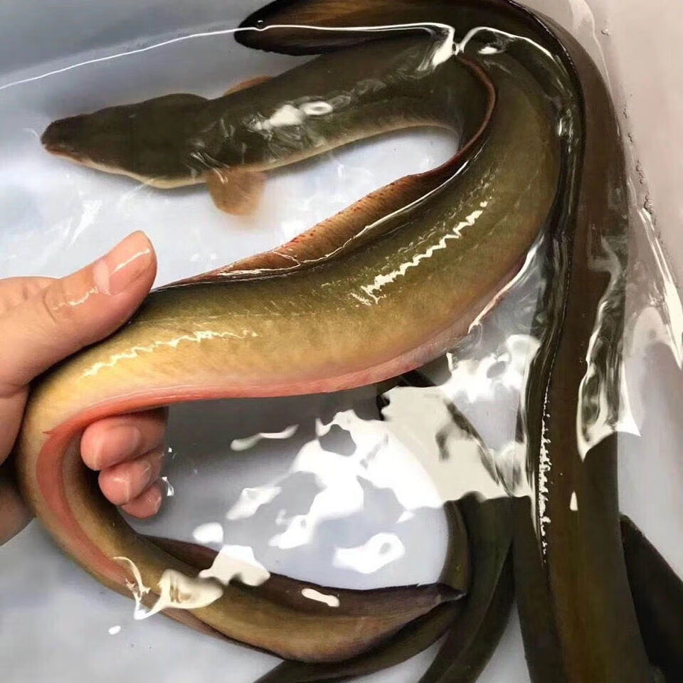 lism黄鳗鱼河鳗鱼鲜活河鳗鱼黄鳗鱼一斤到2斤以上 1斤/条【图片 价格