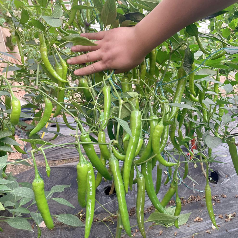 辣味高产蔬菜种籽四季春季夏秋冬播种超辣朝天椒 杭椒苗18棵y【图片