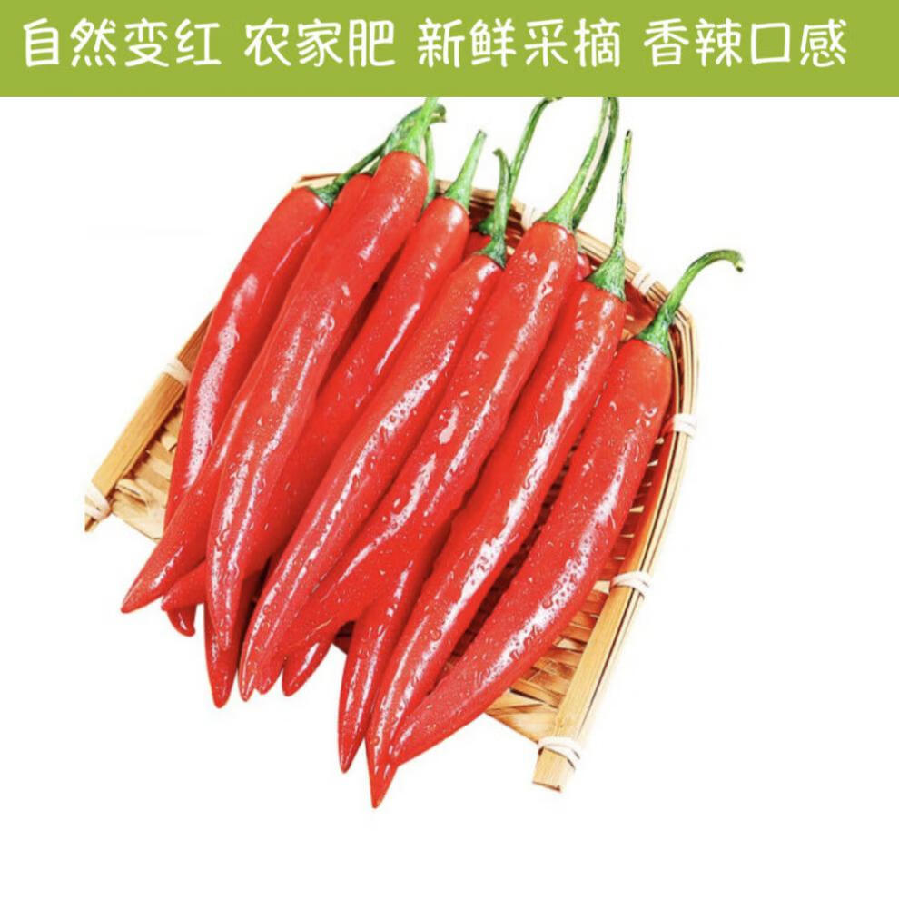 新鲜红辣椒辣妹子红尖椒螺丝椒美人椒辣椒酱原料产地直发现摘现发