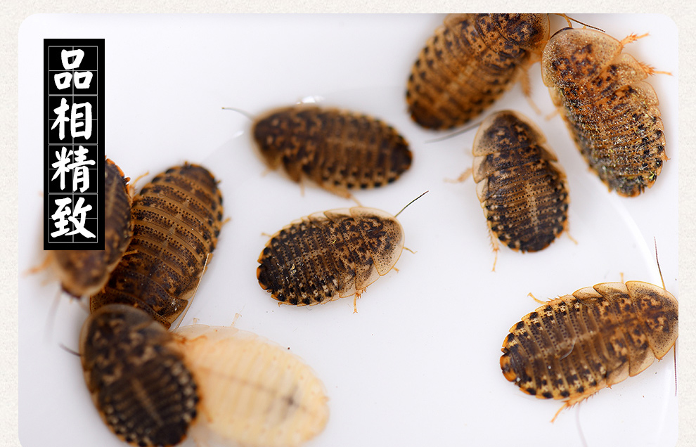 kerry新鲜杜比亚蟑螂活体幼体亚成各种规格鬃狮守宫龙鱼鹦鹉鱼活饲料