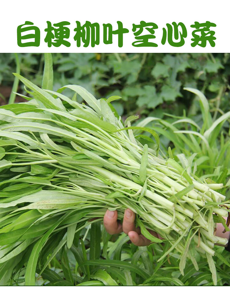 广东白梗柳叶空心菜种籽春四季阳台盆栽三叉青梗青蔬菜种孑种子苗