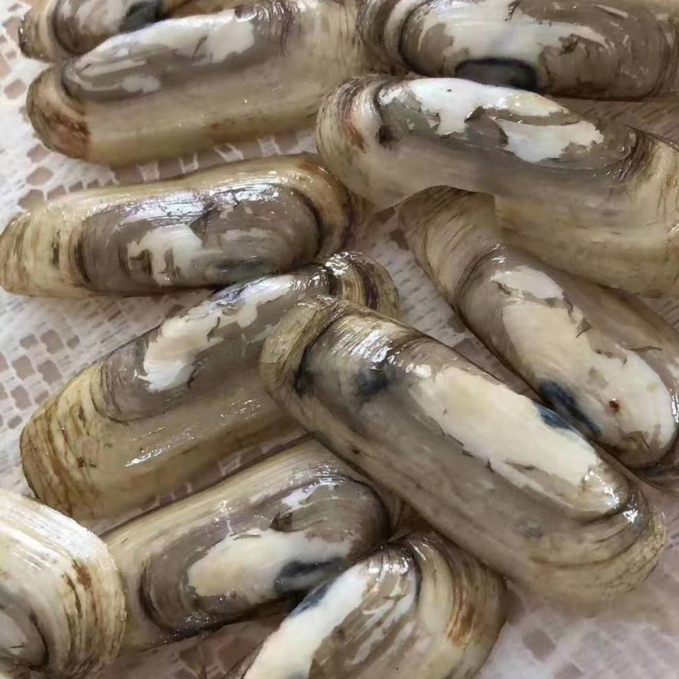 蛏子鲜活毛鲜双头蛏大海蚬海鲜水产青岛大蛏子竹节蛏新鲜贝类500g 四
