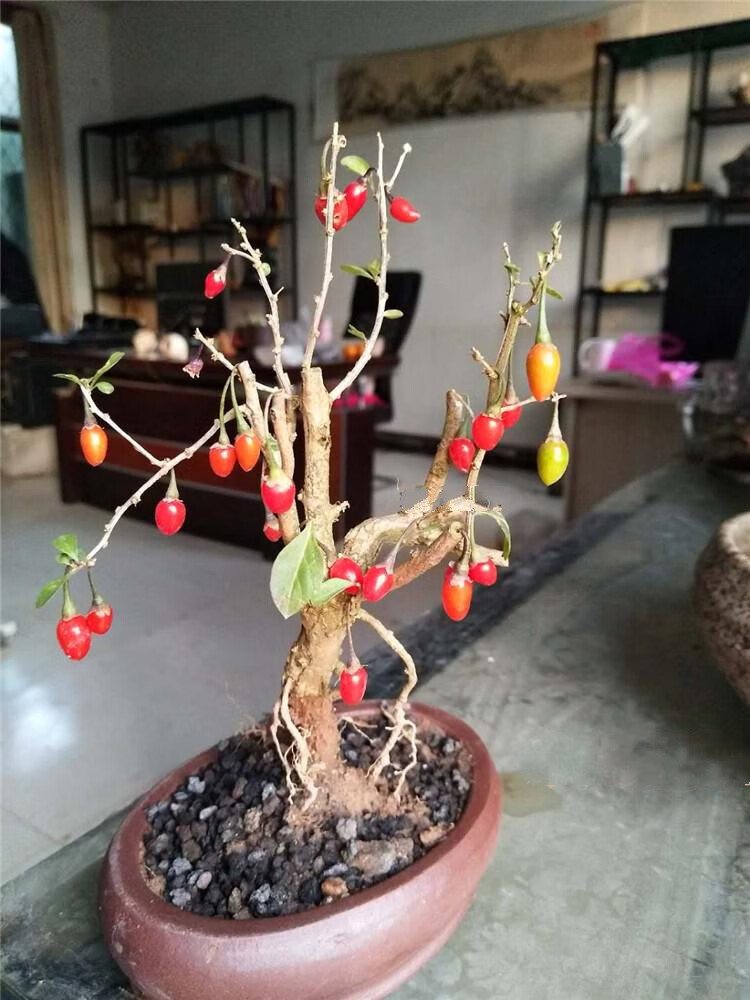 枸杞盆景耐寒枸杞桩紫花红果当年开花结果阳台易养微型枸杞盆栽随机5