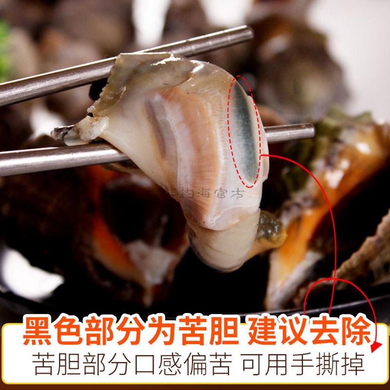 多种规格可选六鲜钓海旗舰店青岛大海螺鲜活特大海螺海螺肉顺丰空运中