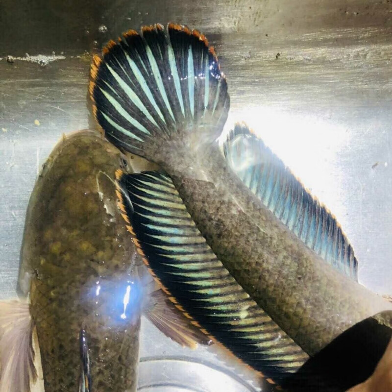 【京东】野生南鳢雷龙鱼观赏鱼冷水鱼龙鱼凶猛七彩雷龙淡水活彩虹雷龙