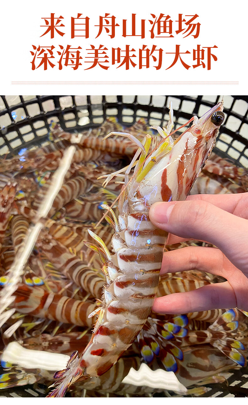 顺丰空运舟山九节虾基围虾海鲜鲜活大速冻斑节虾竹节虾黑虎虾1500g