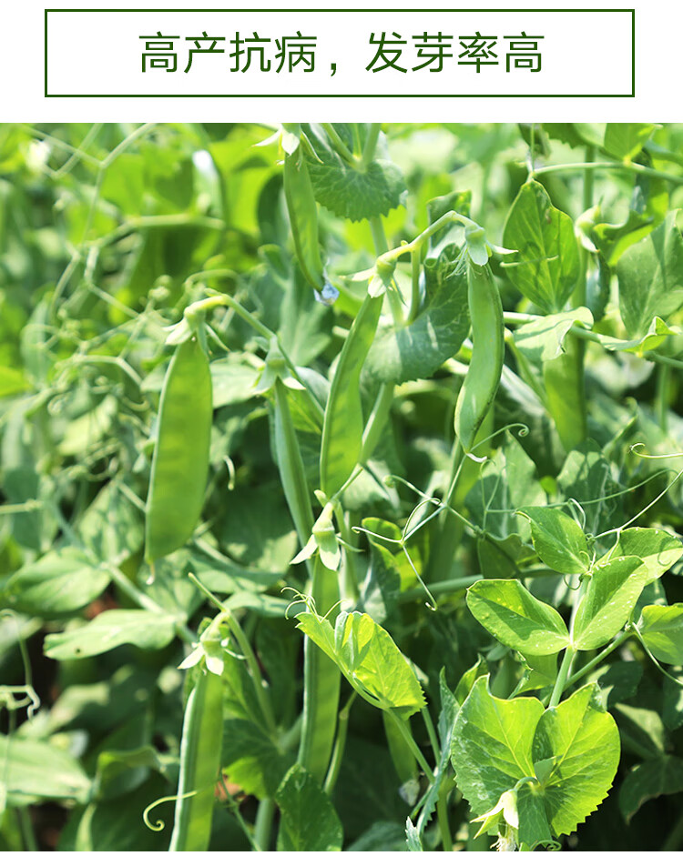 种籽种苗大荚青豆软荚豌豆种子春秋季四季阳台蔬菜种孑荷兰豆苗6棵