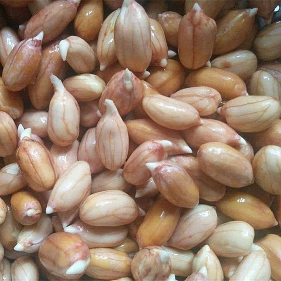 干花生种子高产大籽生花生罗汉果花生高产花生种自然晒干花育221000克