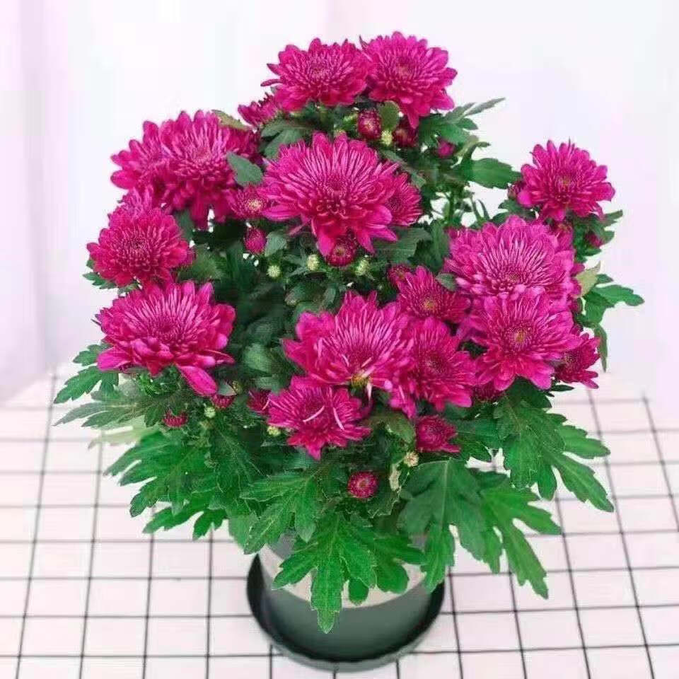 定制重瓣荷兰菊盆栽带花菊花苗室内阳台花卉好养四季开花耐寒耐旱植物