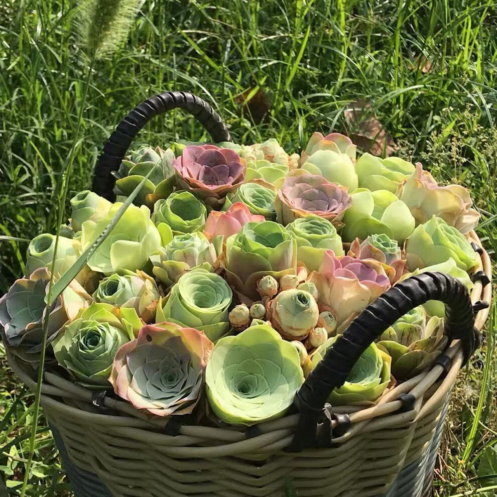 精选直发酒杯玫瑰多肉植物山地玫瑰鸡蛋玫瑰原盆原土办公桌面阳台客厅