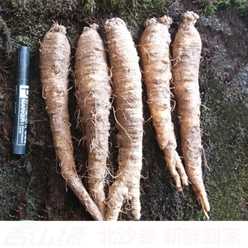 伟博新鲜沙参500克北沙参山胡萝卜山地瓜韩国料理