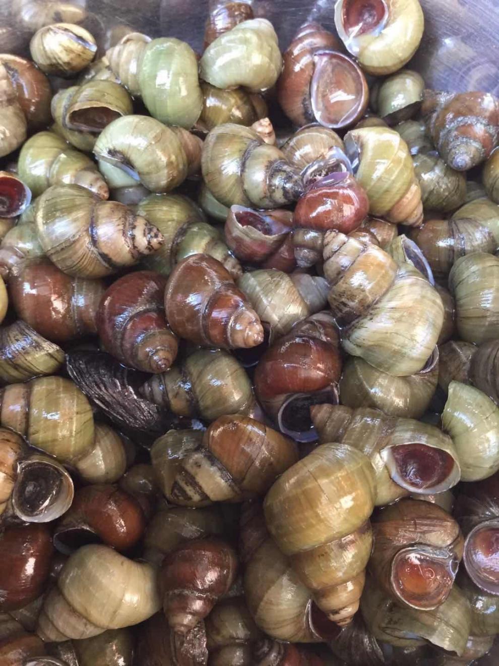 田螺活体包活石螺泥螺蛳粉螺丝肉鲜活夜宵麻辣嗦螺1-5斤 活体田螺5斤