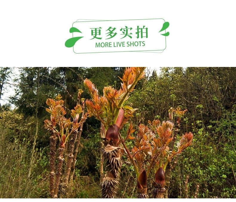 五斤装刺龙芽(中通)【图片 价格 品牌 报价】-京东
