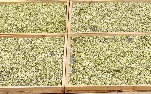 2020深山干洋槐花新鲜槐花茶槐花子野生干槐花50克-1000克 1000克实惠