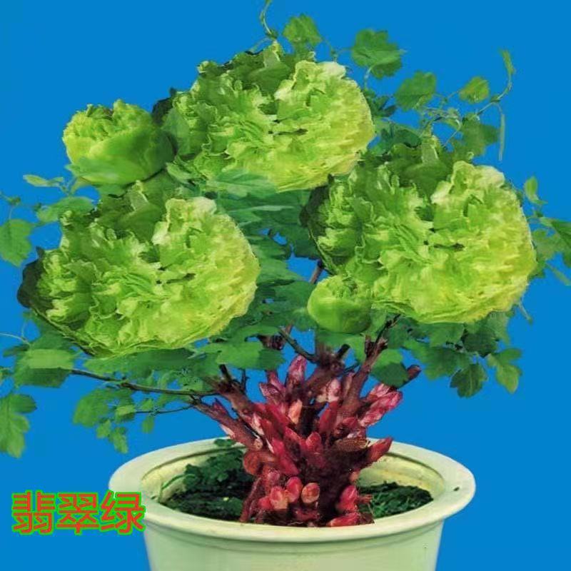 新品多色驱蚊驱蝇香花卉盆栽地栽水生土养皆可当年开花耐寒绿植 十八