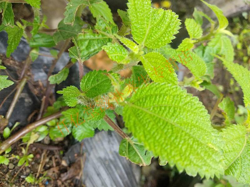 红禾麻根红活麻红火麻小红麻蟹子草500g