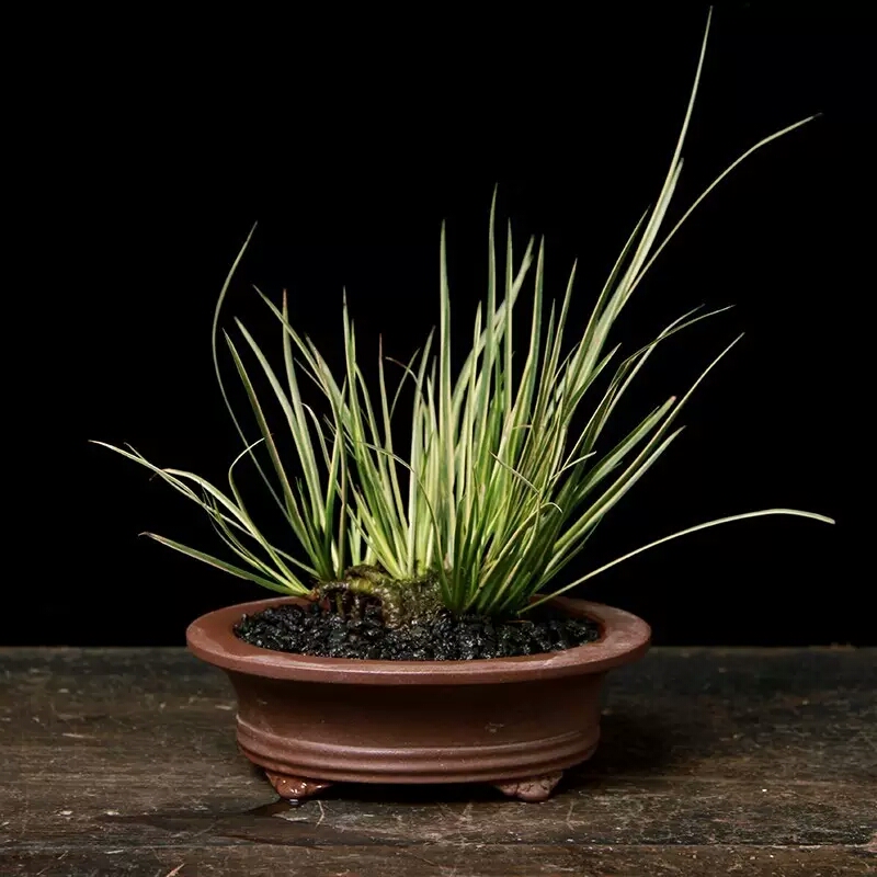 龙根菖蒲叶艺花叶金边蒲草有栖川正宗胧月金凤凰大香苗案头盆景有栖川