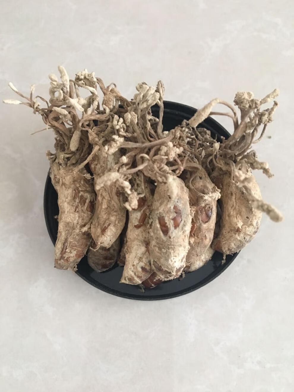 【亏本卖】2020年金蝉花新货虫草花竹林中药材金蝉花虫草 夜之君 特级